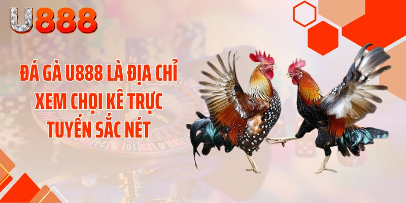 Đá Gà U888 - Xé Tan Màn Đêm Với Những Cú Đá Cực Gắt - SLOTCOMPASS89